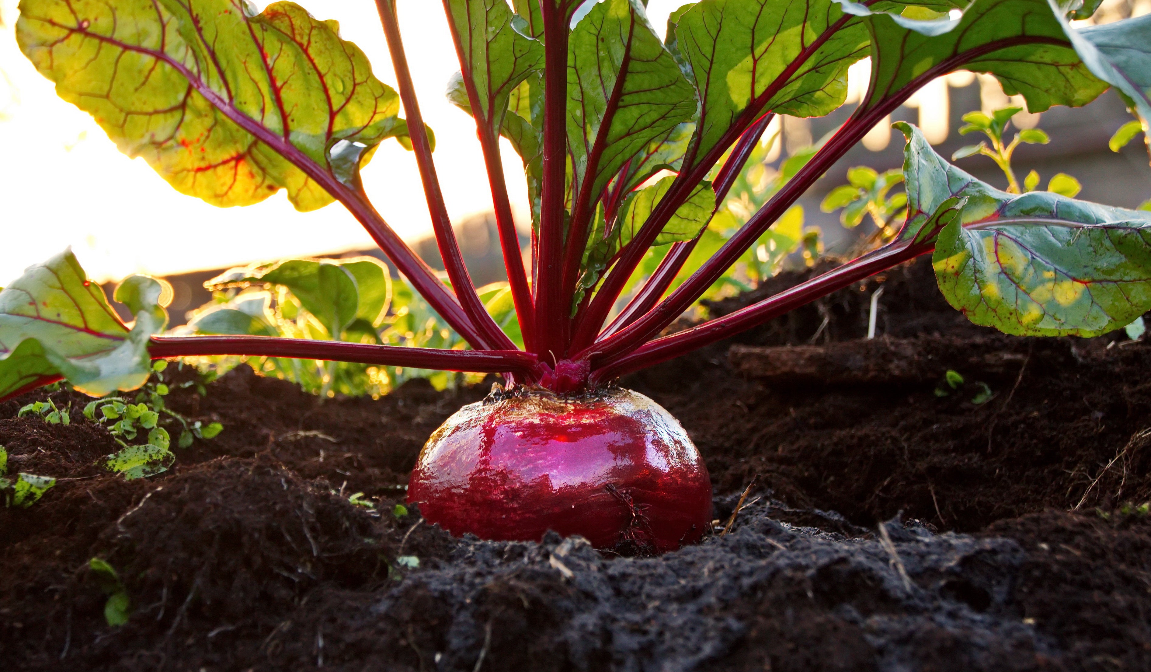 Menstruationszyklus Rüben Rote Beete Blogartikel Nutrilab Munich