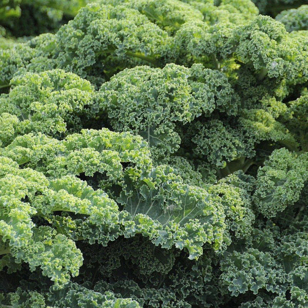 Vitamin A